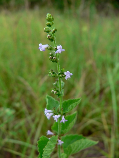 {Cantinoa mutabilis}